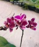 Phal. Miki Black Angel '364' 2.5'' УЦЕНКА (мех. повр. листиков)