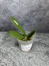 Phal. Miki Black Angel '364' 2.5'' УЦЕНКА (мех. повр. листиков)