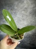 Phal. Miki Black Angel '364' 2.5'' УЦЕНКА (мех. повр. листиков)