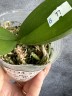 Phal. Miki Black Angel '364' 2.5'' УЦЕНКА (мех. повр. листиков)