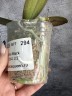 Phal. Miki Black Angel '364' 2.5'' УЦЕНКА (мех. повр. листиков)