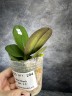 Phal. Miki Black Angel '364' 2.5'' УЦЕНКА (мех. повр. листиков)