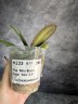Phal. Miki Black Angel '364' 2.5'' УЦЕНКА (мех. повр. листиков)