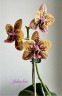 Phal. Zheng Min Anaconda 2.5'' УЦЕНКА (нет нижних листиков)
