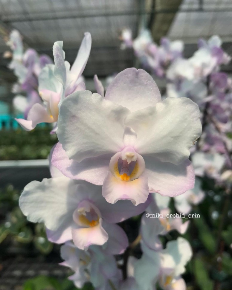 Phal. Liu's Sakura 1.7''