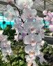 Phal. Liu's Sakura 1.7''