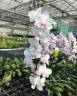 Phal. Liu's Sakura 1.7''