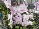 Phal. Liu's Sakura 1.7''