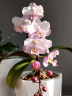 Phal. Liu's Sakura 1.7''