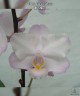 Phal. Liu's Sakura 1.7''