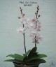 Phal. Liu's Sakura 1.7''