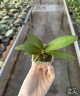 Phal. Liu's Sakura 1.7''
