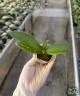 Phal. Liu's Sakura 1.7''