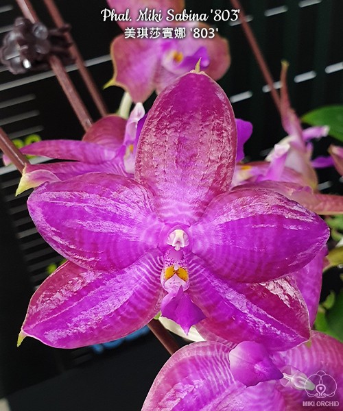 Phal. Miki Sabina '803' 2.5'' УЦЕНКА (нет нижн. лист)