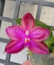 Phal. Miki Sabina '803' 2.5'' УЦЕНКА (нет нижн. лист)