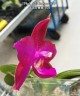 Phal. Miki Sabina '803' 2.5'' УЦЕНКА (нет нижн. лист)