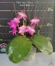 Phal. Miki Sabina '803' 2.5'' УЦЕНКА (нет нижн. лист)