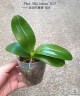 Phal. Miki Sabina '803' 2.5'' УЦЕНКА (нет нижн. лист)