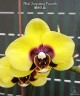Phal. Surprising Peacock 2.5'' УЦЕНКА (мех. повр. лист.)