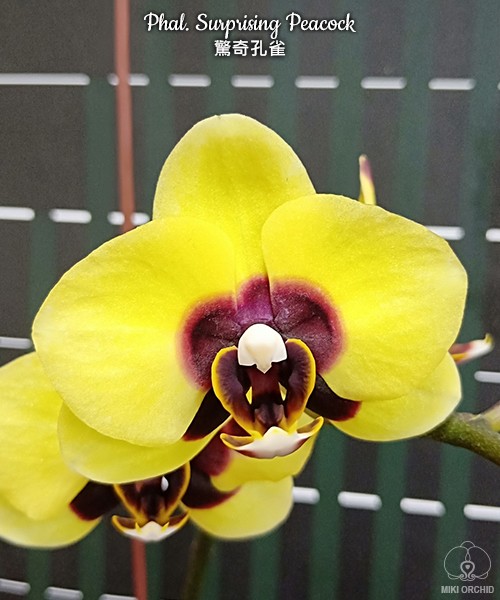 Phal. Surprising Peacock 2.5'' УЦЕНКА (мех. повр. лист.)