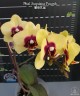 Phal. Surprising Peacock 2.5'' УЦЕНКА (мех. повр. лист.)