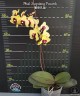 Phal. Surprising Peacock 2.5'' УЦЕНКА (мех. повр. лист.)