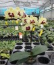 Phal. Surprising Peacock 2.5'' УЦЕНКА (мех. повр. лист.)