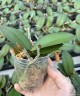 Phal. Surprising Peacock 2.5'' УЦЕНКА (мех. повр. лист.)
