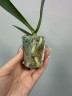 Phal. Younghome Victory Star 1.7'' УЦЕНКА (мех. повр. лист.)