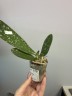 Phal. Younghome Victory Star 1.7'' УЦЕНКА (мех. повр. лист.)