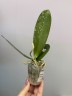 Phal. Younghome Victory Star 1.7'' УЦЕНКА (мех. повр. лист.)