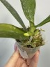 Phal. Younghome Victory Star 1.7'' УЦЕНКА (мех. повр. лист.)