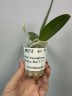 Phal. Younghome Victory Star 1.7'' УЦЕНКА (мех. повр. лист.)