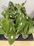 Phal. Younghome Victory Star 1.7'' УЦЕНКА (мех. повр. лист.)