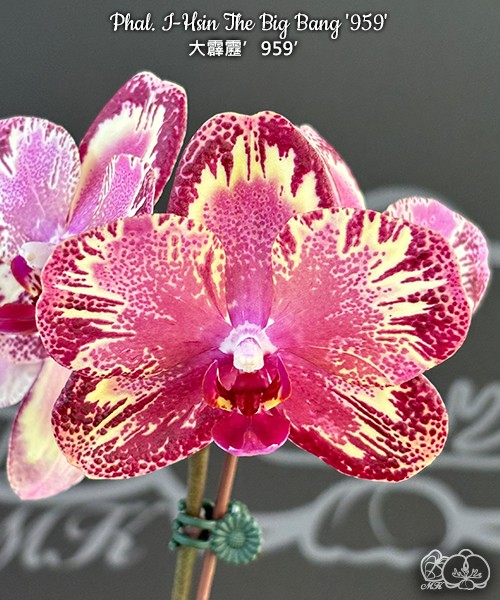 Phal. I-Hsin The Big Bang '959' 2.5''