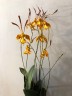Psychp.(Pyp.) Mariposa 2.5''