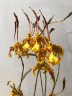 Psychp.(Pyp.) Mariposa 2.5''
