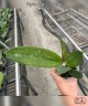 Psychp.(Pyp.) Mariposa 2.5''
