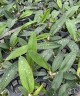 Psychp.(Pyp.) Mariposa 2.5''