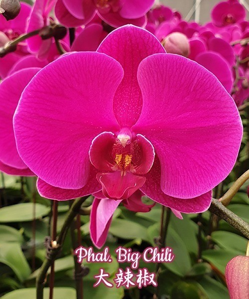 Phal. Big Chili 2.5''