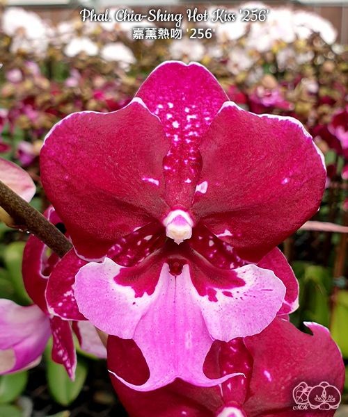 Phal. Chia-Shing Hot Kiss '256' 2.5"