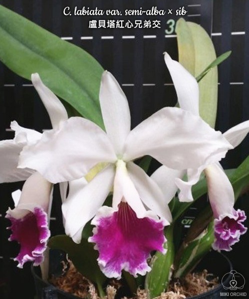 C. labiata var. semi-alba × sib 2.5''