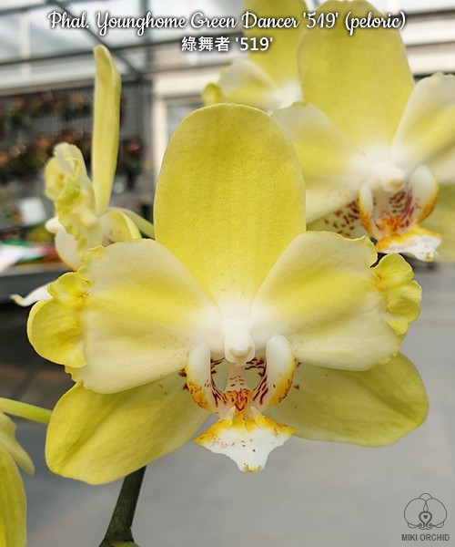 Phal. Younghome Green Dancer '519' (peloric) 2.5''