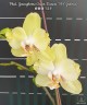 Phal. Younghome Green Dancer '519' (peloric) 2.5''