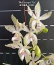 Phal. tetraspis 'Fire' 2.5''