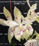 Phal. tetraspis 'Fire' 2.5''