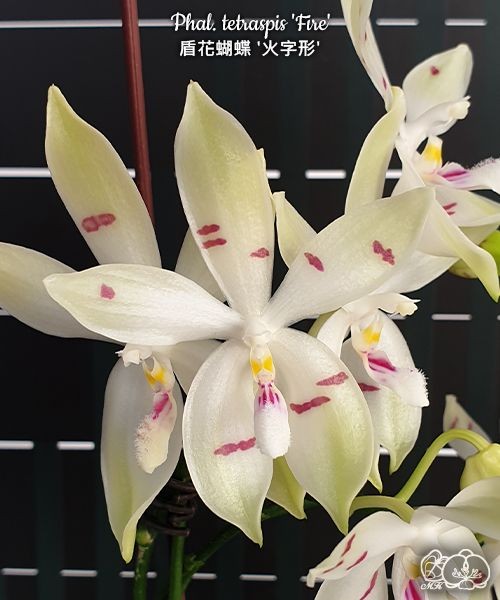 Phal. tetraspis 'Fire' 2.5''