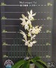 Phal. tetraspis 'Fire' 2.5''