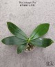Phal. tetraspis 'Fire' 2.5''