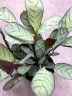 Maranta Leuconera Amabilis Mint mini (Ø 6 см)